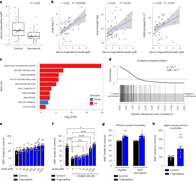 Online now! Trigonelline is an NAD+ precursor that improves muscle function during ageing and is reduced in human sarcopenia dlvr.it/T4J4LW