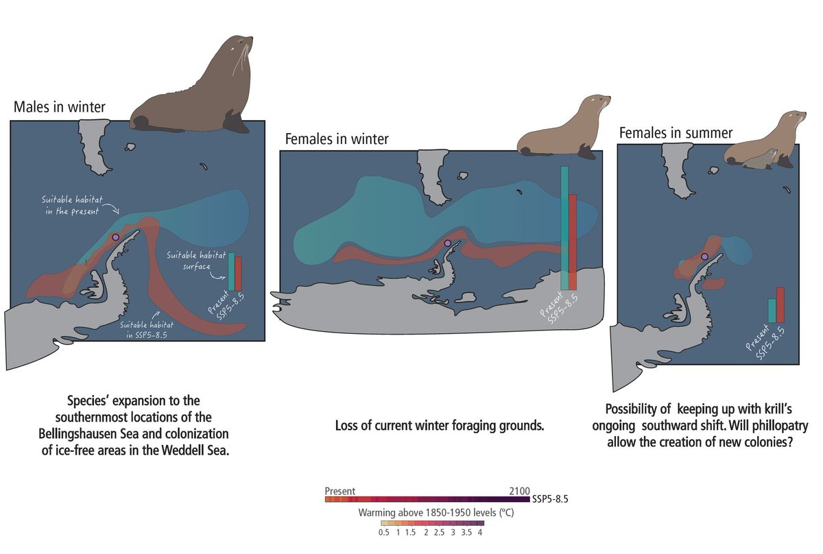 || NEW RESEARCH || Future climate-induced distribution shifts in a sexually dimorphic key predator of the Southern Ocean 📄 onlinelibrary.wiley.com/doi/full/10.11… @jazelouled @MarMegaFaunaUB @IRBioUB @iMARES_group @ICMCSIC, @dmarch_info @BorrasRenato @manelgazo @CollMonton @LuisCardonaPas1