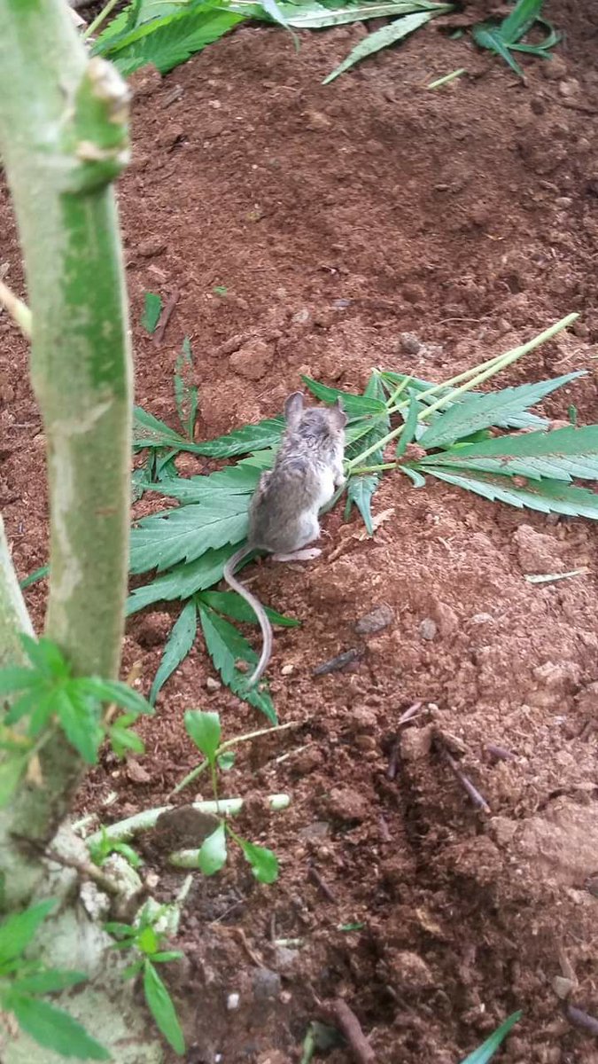 venuslovesrats's tweet photo. little man keeps getting zooted, bless him 🍃😭🥺 https://t.co/4Dx7pIM2zT