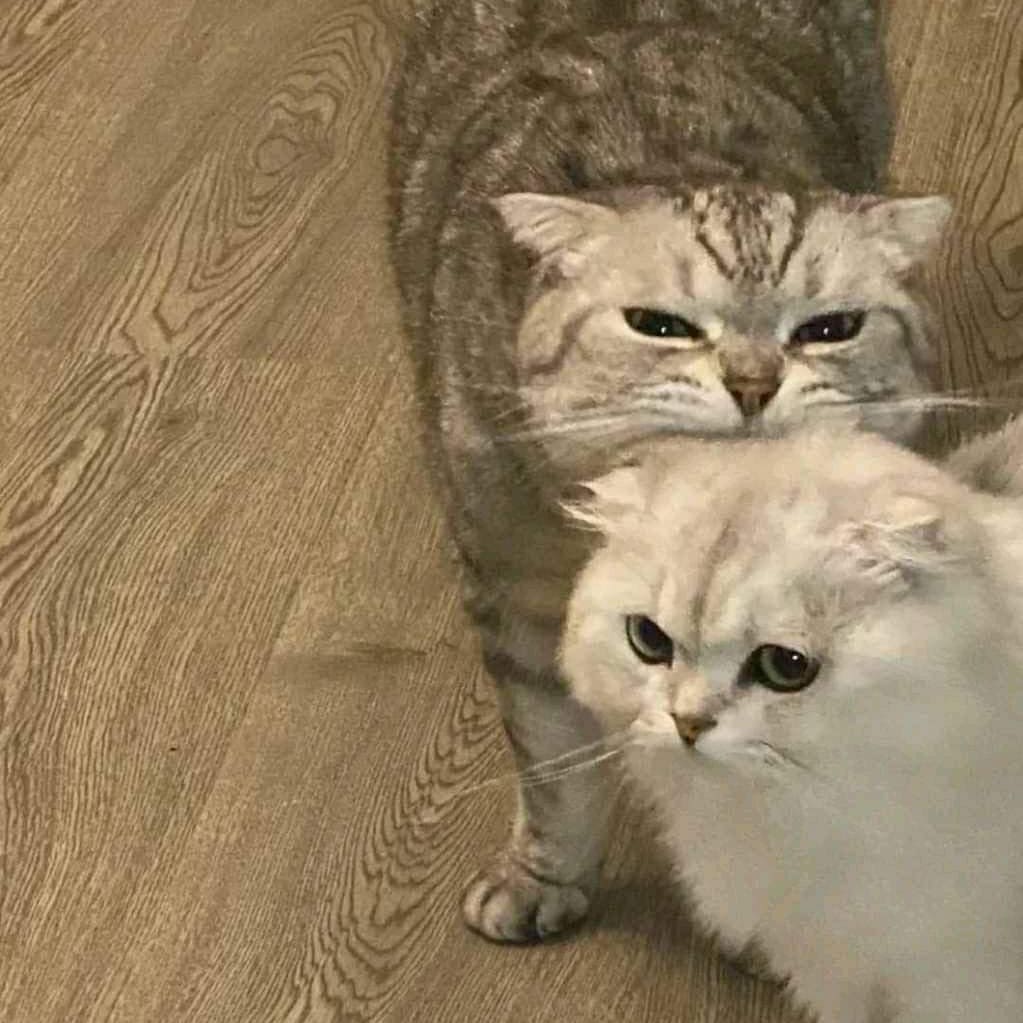 Punch Cat (@punchingcat) on Twitter photo 