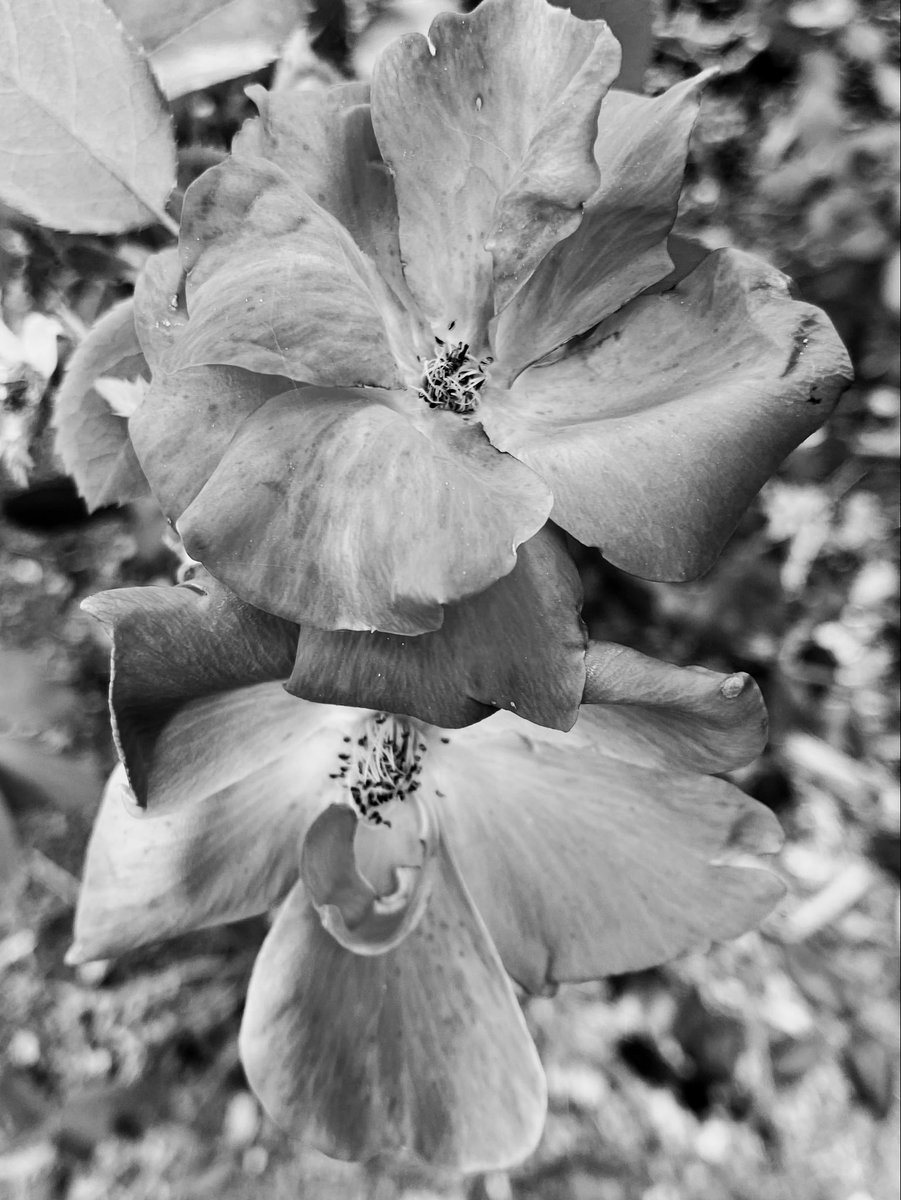 EmSS_4's tweet photo. #Two4Tuesday #TwoforTuesday #Tuesday2 #Twosday #TinyFlowerTuesday #bnw https://t.co/pSYewof2Tv