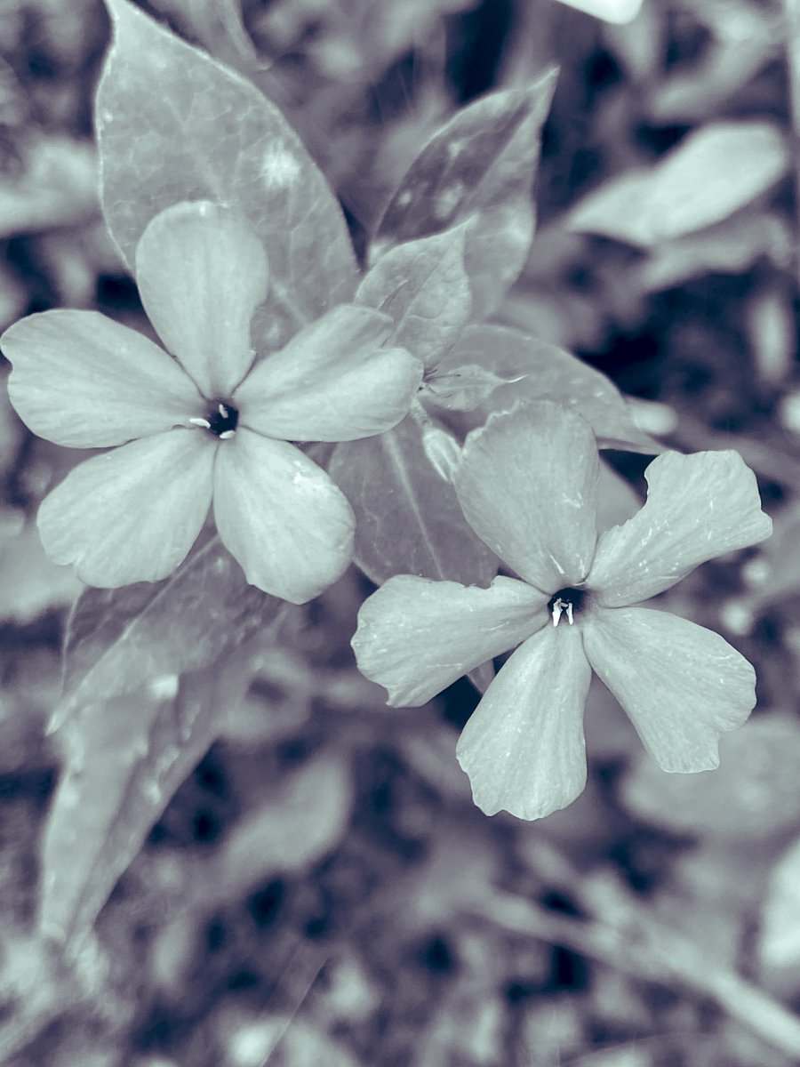EmSS_4's tweet photo. #Two4Tuesday #TwoforTuesday #Tuesday2 #Twosday #TinyFlowerTuesday #bnw https://t.co/pSYewof2Tv