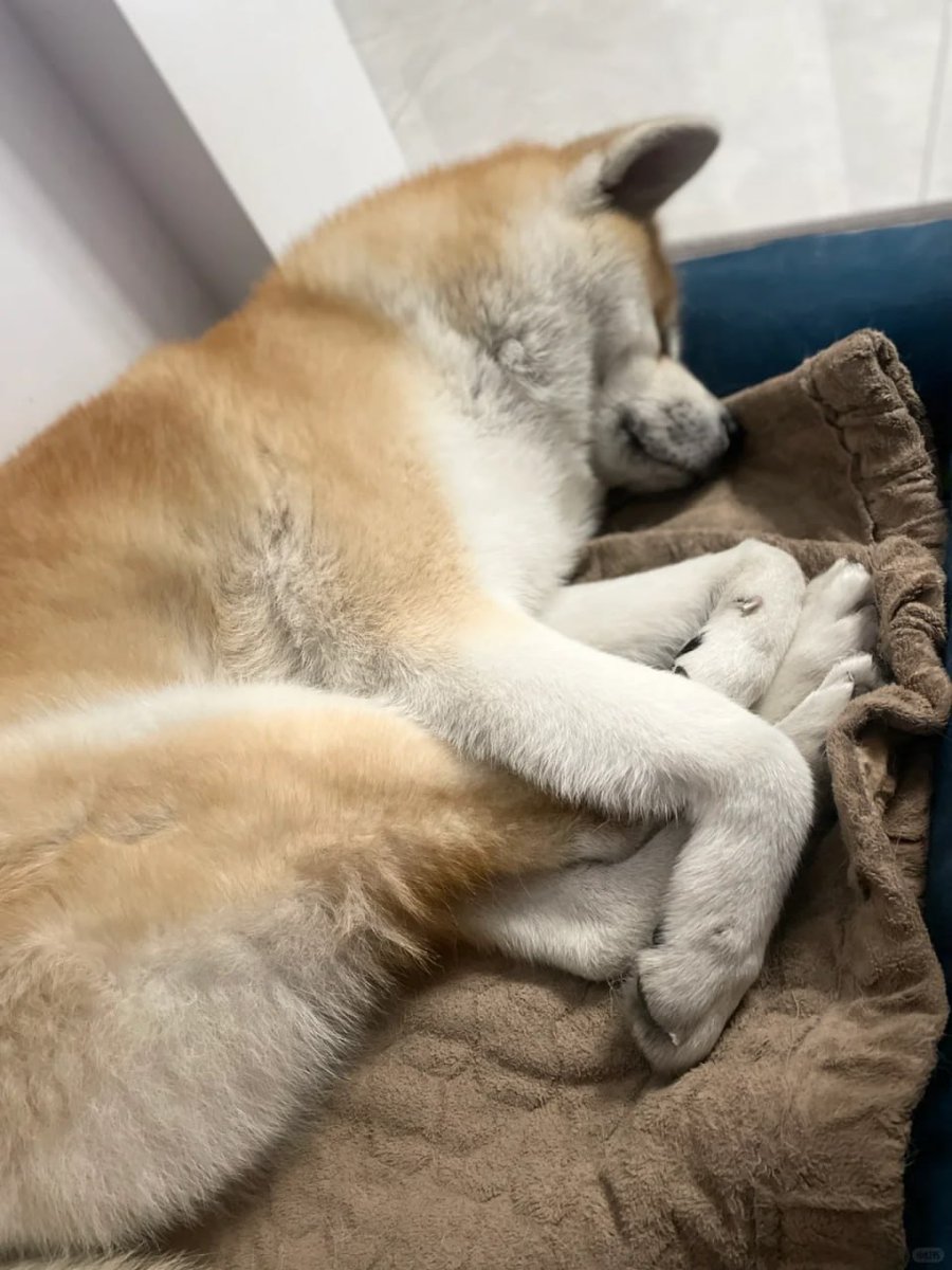 Sometimes, the best friendships come in paws and fur. 🐾 #PawtnersInNap #BestFurriends"