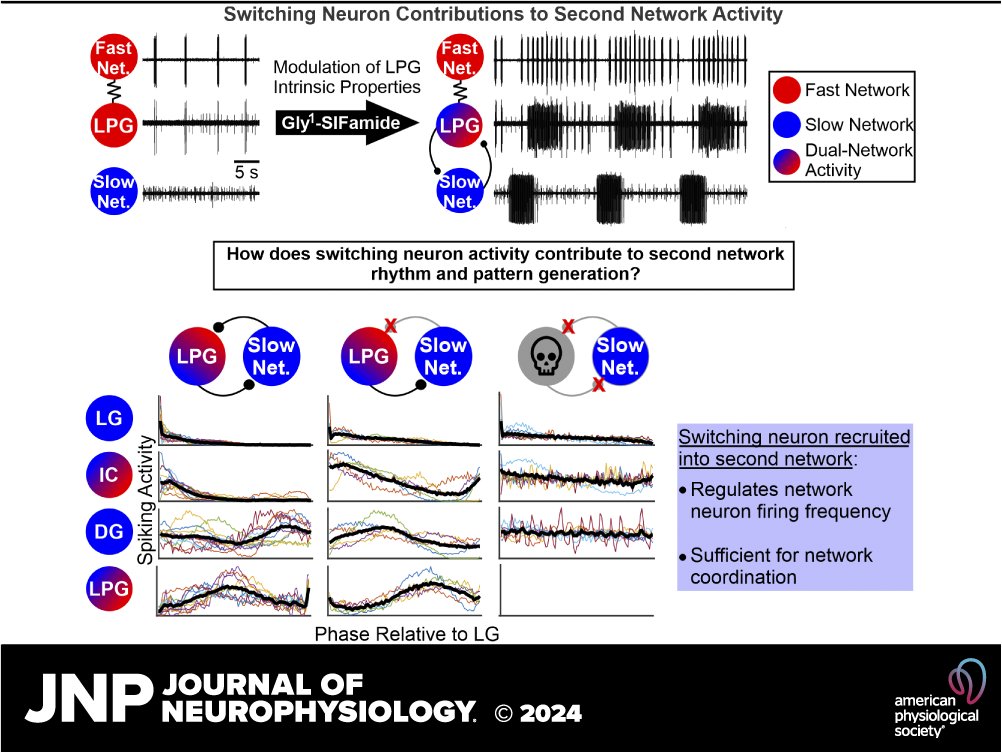 JNeurophysiol's tweet image. Newly published #NeuralCircuits research titled &quot;Switching neuron contributions to second network activity&quot; by Savanna-Rae H. Fahoum, and Dawn M. Blitz (@DawnBlitz)

➡ow.ly/M3mc50QIO23

#NeuronalSwitching #CentralPatternGenerator #neuromodulation #neuropeptide #degeneracy
