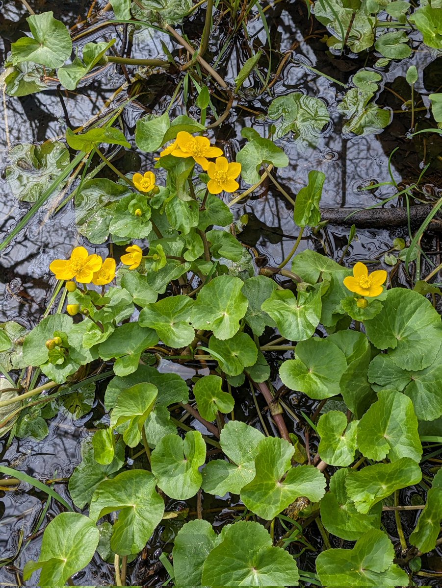 Caltha palustris (Marsh Marigolds) at University of Galway today
 @uniofgalwayBPS. My favourite Buttercup (Ranunculaceae) species! #WildflowerHour