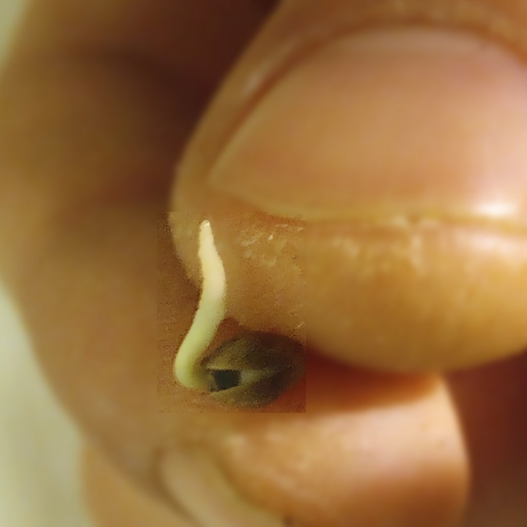 The_Noyes_Boys's tweet photo. ποΈ There lil friend
White Noyes Taproot
#taproot #rootporn #seedling #freshroot #CannabisCommunity #cannabisculture #growtent #growmies #WeedLovers #weedlife #grownathome #growyourown #Growmies #Growmie #Mmemberville #Mmember #Weedmob #WeedLovers #weedlife #StonerFam #Stoners https://t.co/aNhERdyWn2