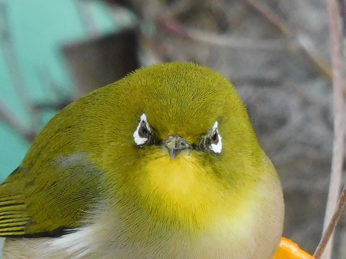 yudzp2r's tweet photo. @danitahamel Japanese Warbling white-eye in my yardπβπ¨
#FacialProfile https://t.co/mL65oRL4Bb