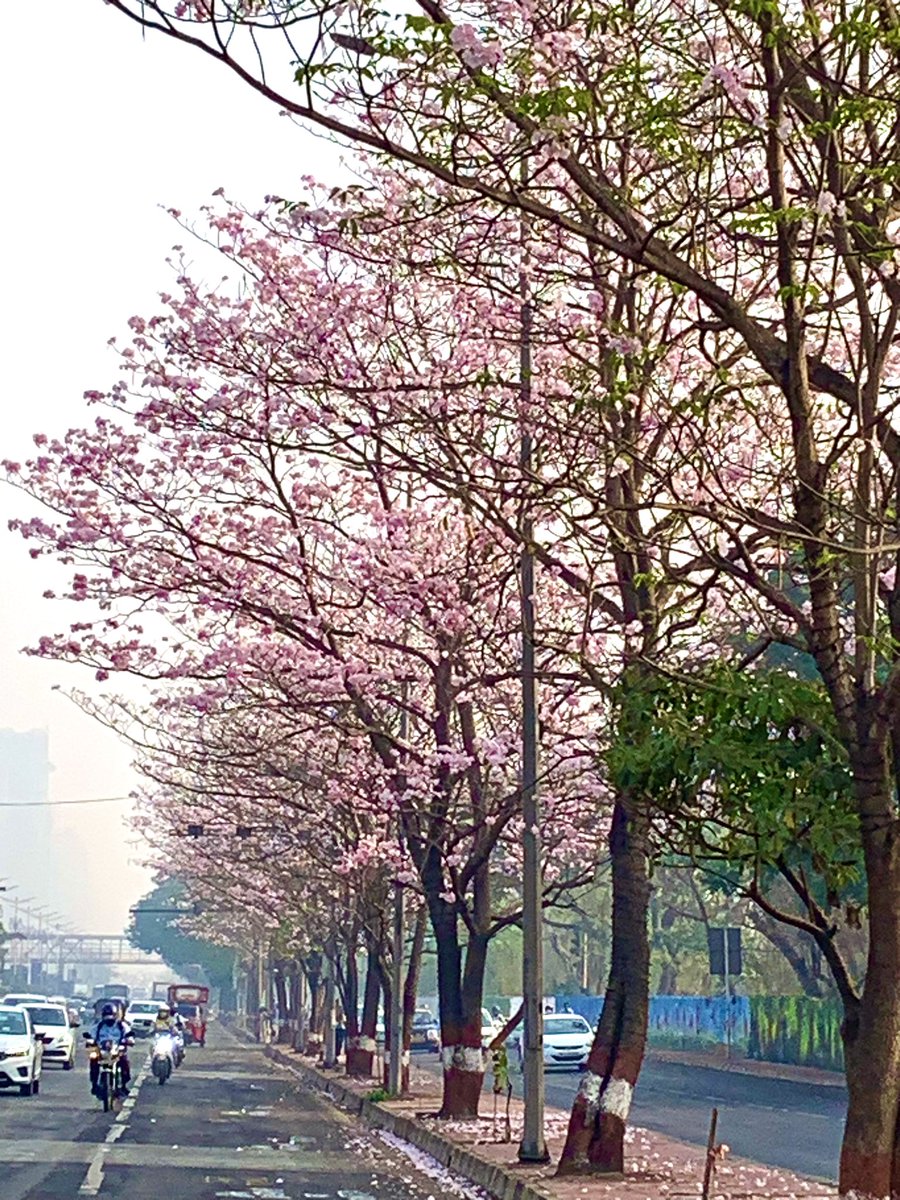 The annual Pink show ! Stunning beauties in full bloom all along the Eastern express highway in #Mumbai (opposite Godrej). Go there just to witness this riot of pink ! 😍 #cityscape #nature #TwitterNatureCommunity
