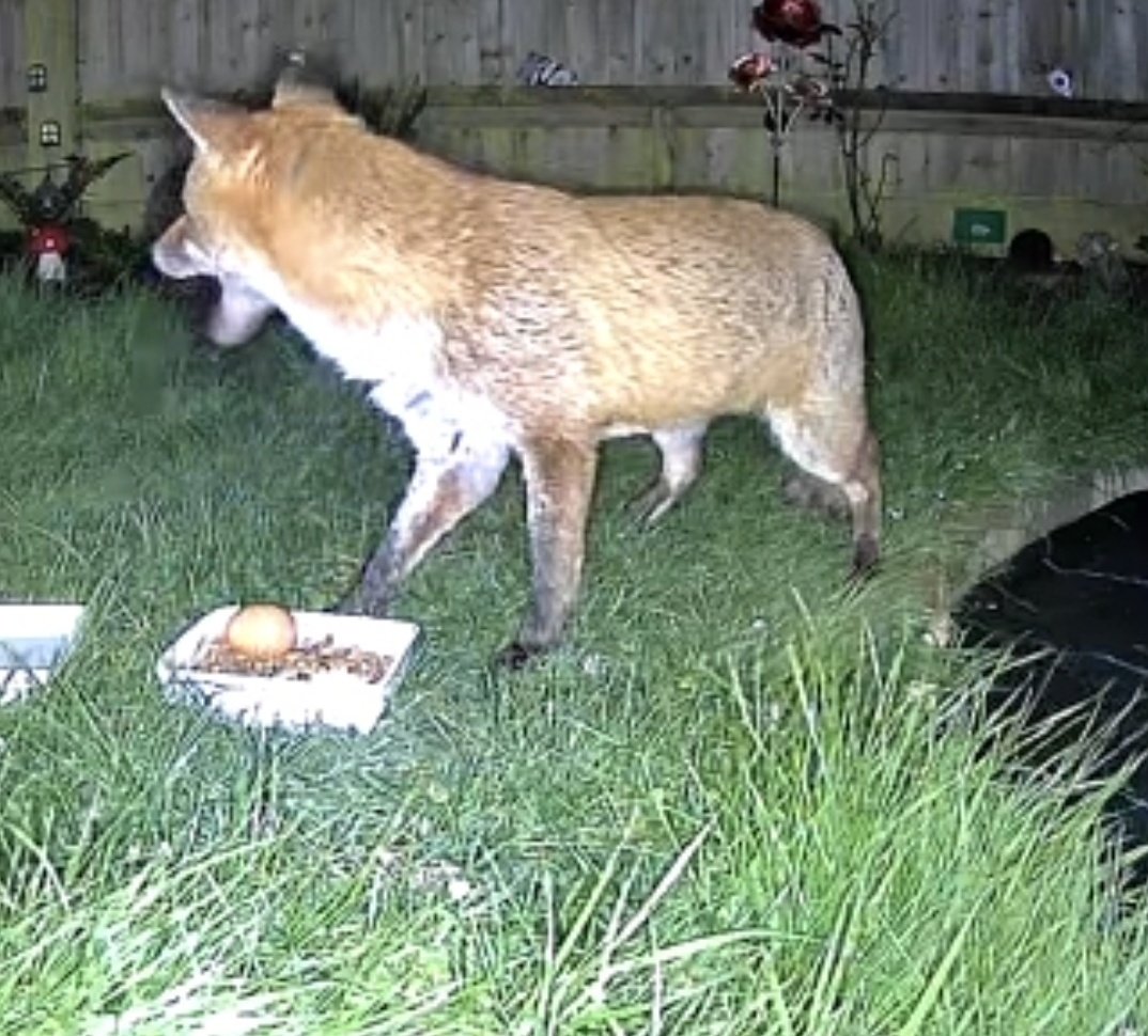 HedgehogWatchEB's tweet photo. Really pleased the the quality of the new camera.  We got some lovely footage of one of our foxy visitors.  Lots of settings to play with still, but I just loved seeing the colour of this beautiful fox. https://t.co/OuWxeLuPGj
