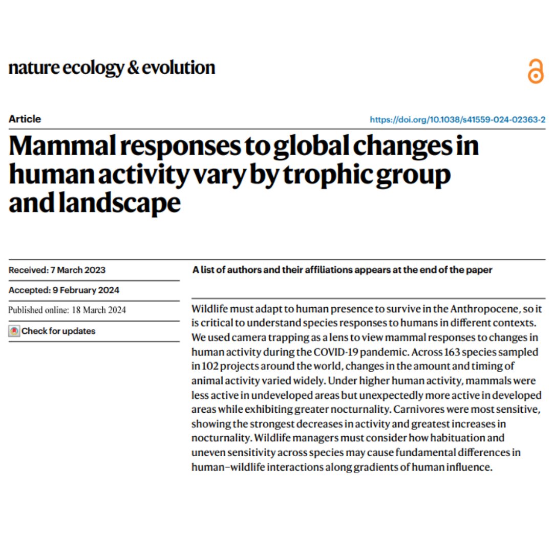 New on Nature Ecology & Evolution: Our own Drs. Baruzzi @OaksandGoats & Lashley @DrDisturbance , with WEC alumnus Dr. David Mason & a team of researchers, explore mammal adaptations to human activity changes during the COVID-19 pandemic. 🌍🔍 Link: nature.com/articles/s4155…