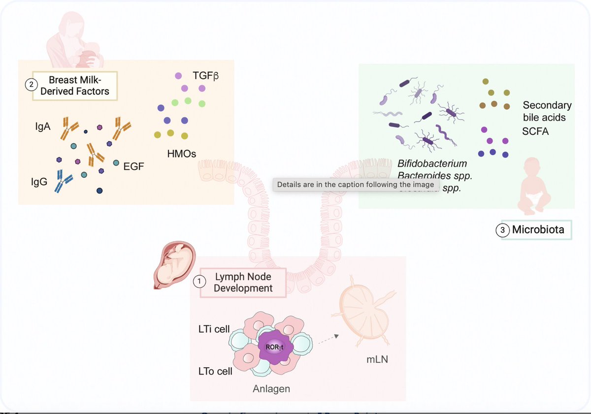 Excited to share our latest review on early life intestinal tolerance and Thetis cells by @YoselinAPI in Immunological Reviews! onlinelibrary.wiley.com/doi/full/10.11…