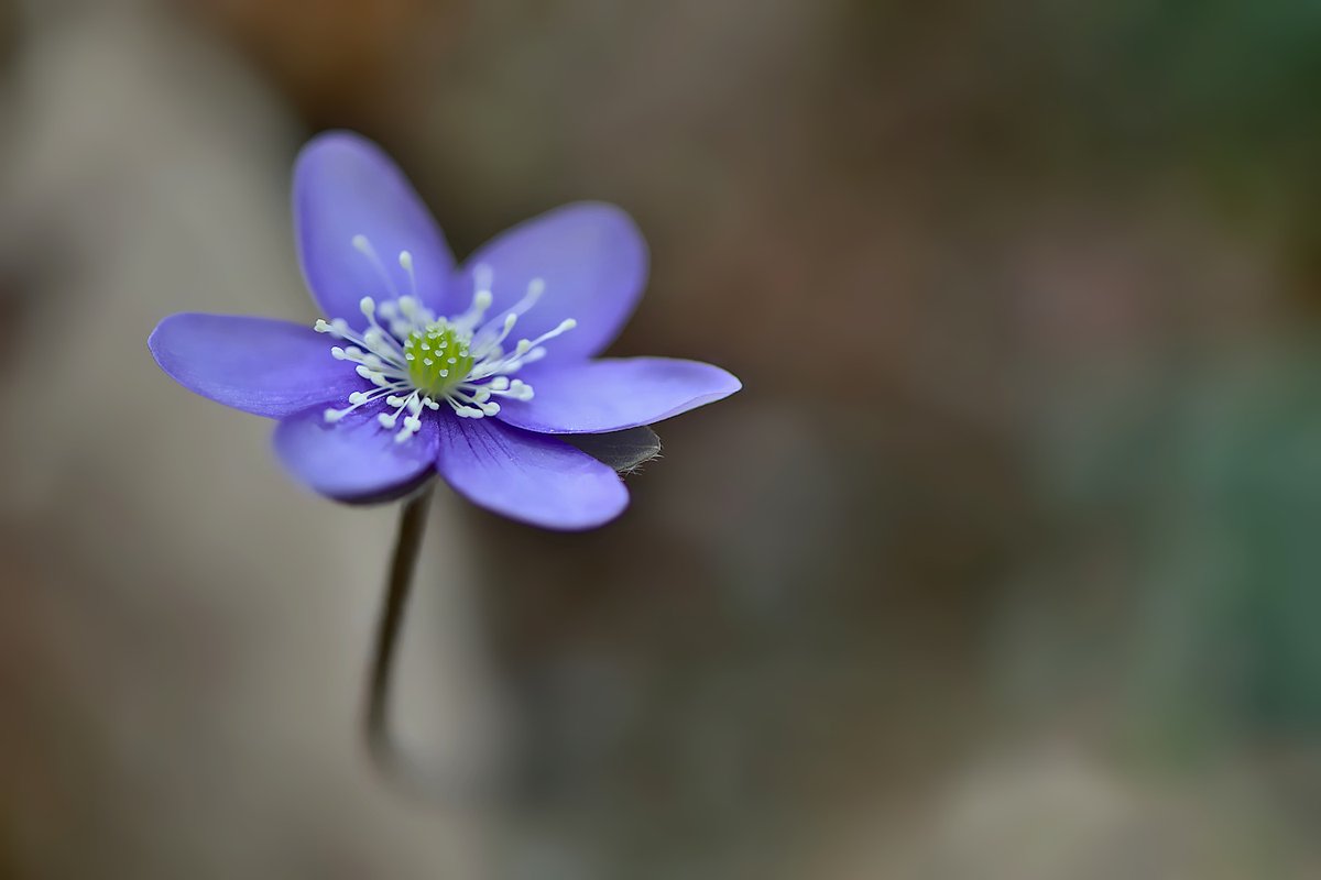 PhotoclicForum's tweet photo. Bravo à François, vainqueur de la semaine 11/2024 sur photoclic https://t.co/c6SuoYrXYh
#fleur #flower #vegetal #violet #nature #naturephotography #naturelovers https://t.co/ZOKgpR1EHD