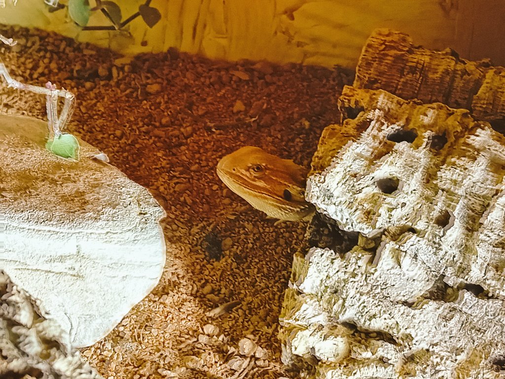 yagoisasi's tweet photo. Bearded guys with perfect camouflage. #bartagame #me #taco https://t.co/nUW13G1GGo