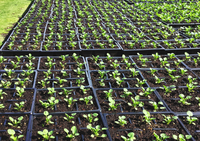 EuroseedsEU's tweet photo. 🌱The COMAGRI vote on #PRM rules is worrying for #plantbreeders, #seedproducers, and #farmers, as it put at risk #seedquality, #planthealth, and consumer information.
We call on the @Europarl_EN to reconsider and propose alternatives for the April plenary vote! 🇪🇺 🌍
Read our statement➡️https://t.co/EyrFO5LVfm
#GrowingTheFuture #seedingplanthealth #PlantReproductiveMaterial