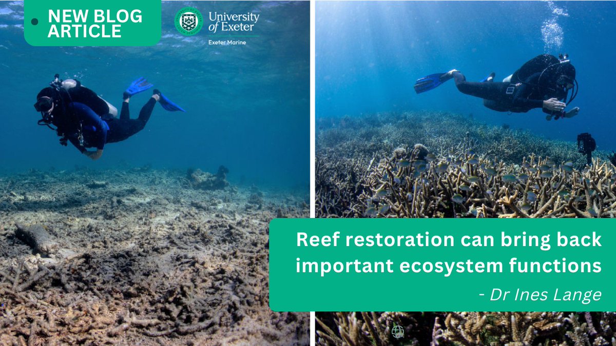 We have a great new article on the #ExeterMarine blog authored by Dr @InesLange9, on her recent work on #coral reef restoration in South Sulawesi, Indonesia 🪸 Check it out here! ⬇️ sites.exeter.ac.uk/exetermarine/2… 📰 Recent Paper: doi.org/10.1016/j.cub.…