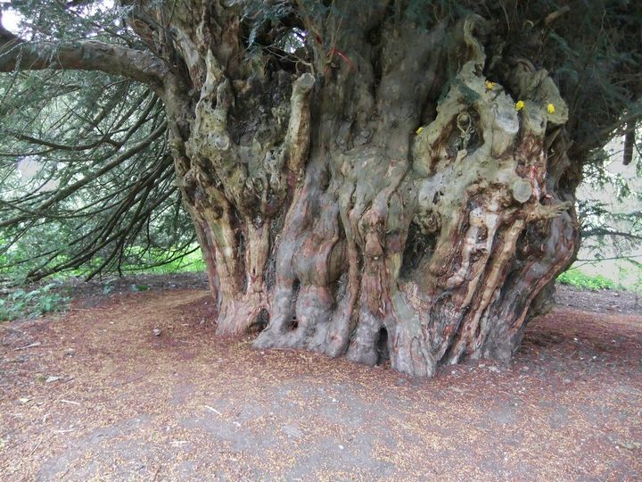 The Ankerwycke Yew. Renowned for its considerable age, the tree is estimated to be at least 1,400 years old, with the possibility of it being up to 2,500 years old.