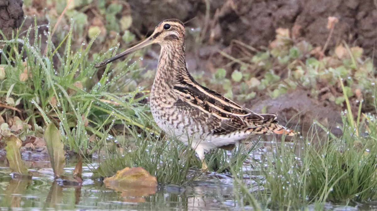 📢 #HABITRACK Postdoc Opportunity Reopened! Join our team @ivb_cas and investigate habitat use of 14 declining huntable bird species 📅 New Deadline: 15 Apr 2024 🚀 Job Starts: 1 Jun 2024 💼Competitive Salary: 55,000 CZK Apply Now! ➡️ bit.ly/HabitrackPostd…