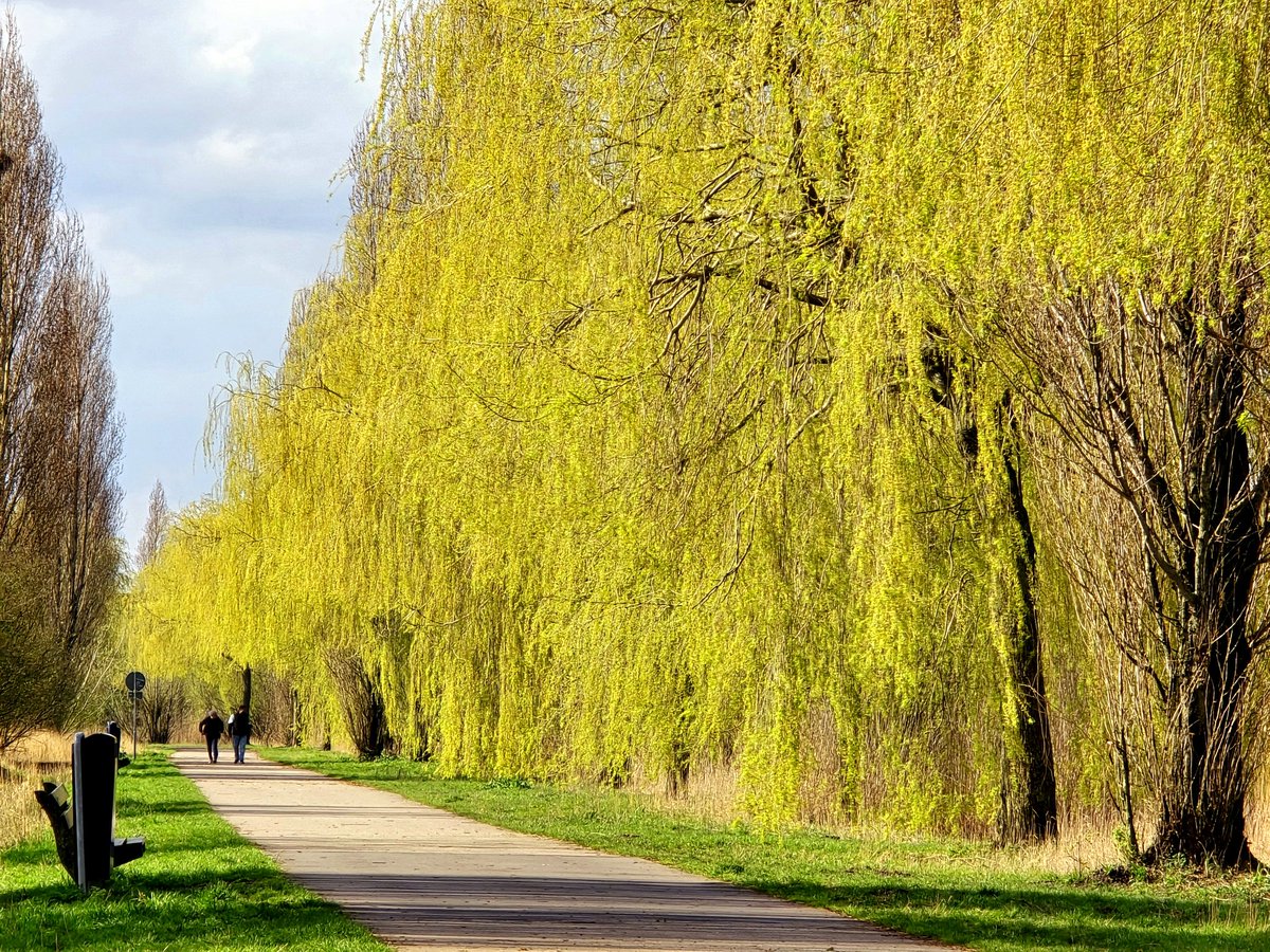 Doen we deze er ook nog even bij! #utrecht #leidscherijn #veldhuizerplas #natuur #fotografie #walkingthedog