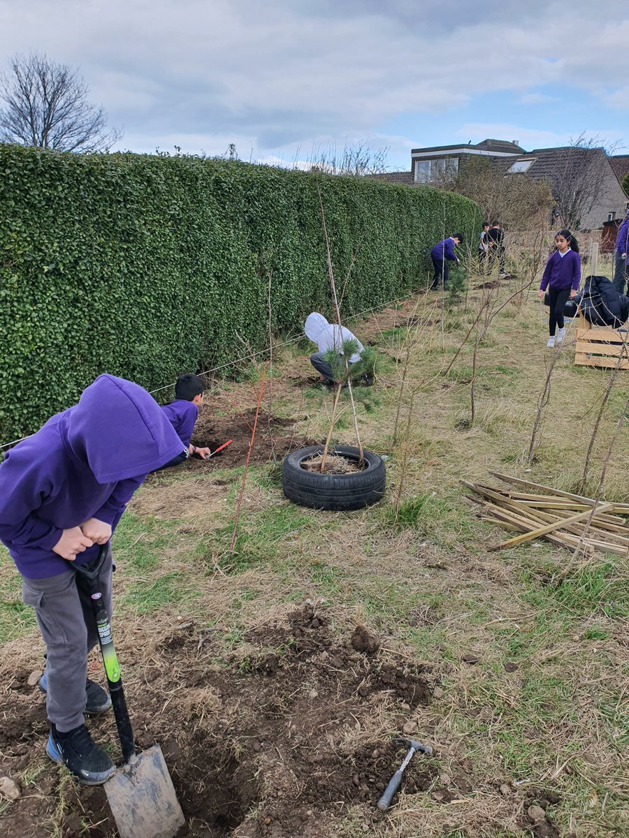 So proud of our hard-working P6s who've been; adding extensions to our @omlet run to give the girls more space when we're not around, digging holes for the fence posts and shifting mud into the planting tyres so we can start growing crops! They'll sleep well tonight! #skills #HWB