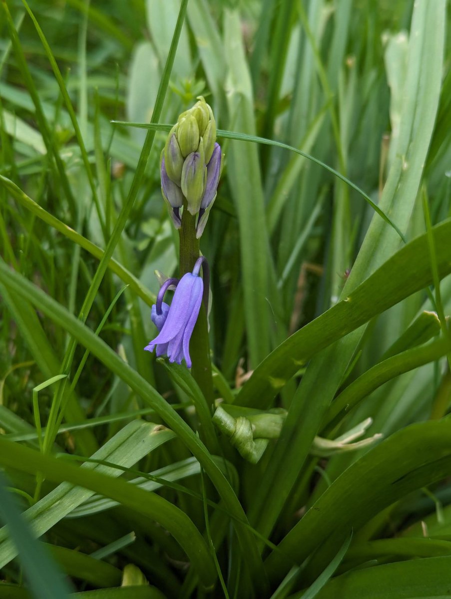 Lots of flowers coming up in #dkhwood right now, with more bulbs yet to flower. The bees are loving the early comfrey.