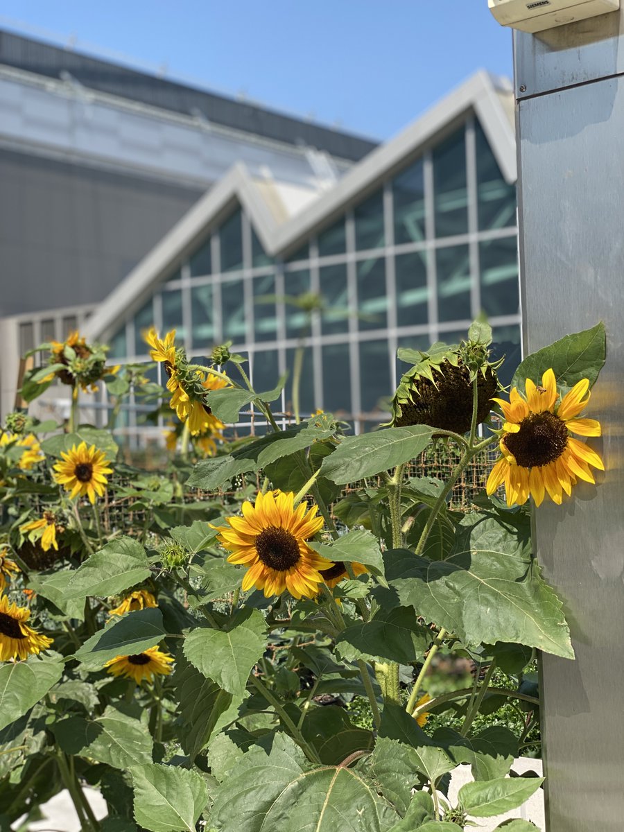 Happy Spring 🌿🐦 from the Javits Center, a model of #sustainability since bird-friendly glass + a green roof were installed in our facility, setting off a commitment to energy-saving improvements & enhancements that continue today! Visit javitscenter.com/sustainability/ to learn more!