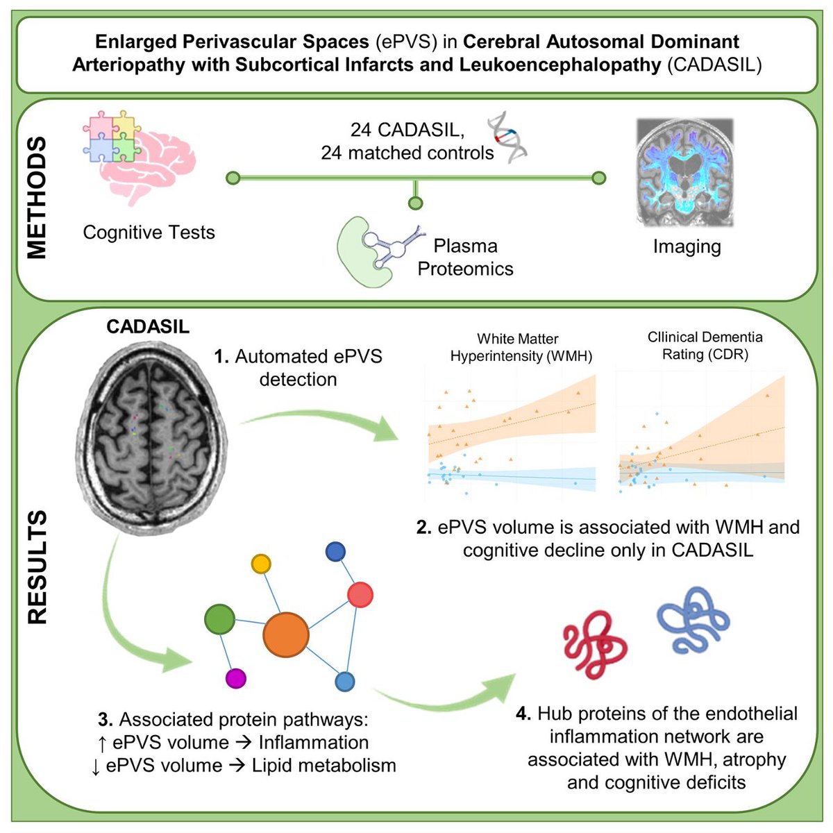New paper from the Elahi Lab! Our latest work in @BrainComms provides new clues into the connection between enlarged perivascular spaces (ePVS), inflammation & cognition in #CADASIL. 🔗➡️academic.oup.com/braincomms/art…