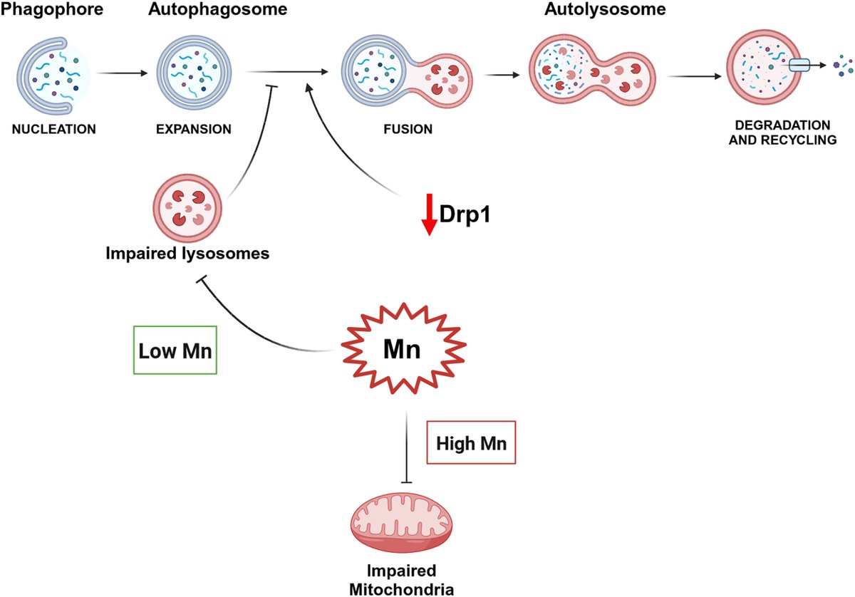 'A partial Drp1 knockout improves autophagy flux independent of #mitochondrial function' Rebecca Z. Fan, Carolina Sportelli...Kim Tieu @FIU #Parkinsons #autophagy #synuclein #MitochondrialDysfunction bit.ly/4amIMof