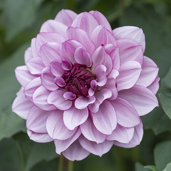 Mr Fothergills Seeds tweet media