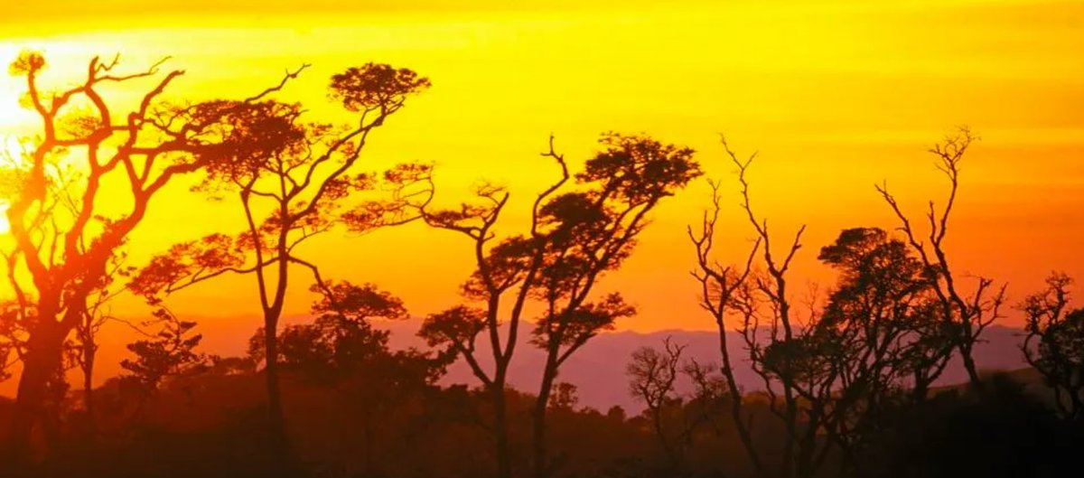 Wildcat VC tweet media