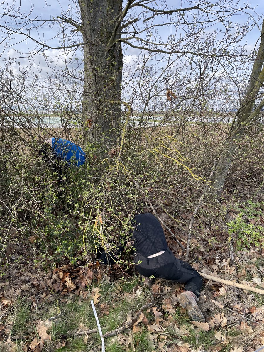 Fieldseason has started! We install emergence traps to quantify ground nesting wild bees 🐝 in hedgerows. Super exciting new research of #integra project at <a href="/UniFreiburg/">Universität Freiburg</a> with <a href="/naturealexk/">Alexandra-Maria Klein</a>. Working in an agricultural environment near the beautiful #blackforest is lots of fun!