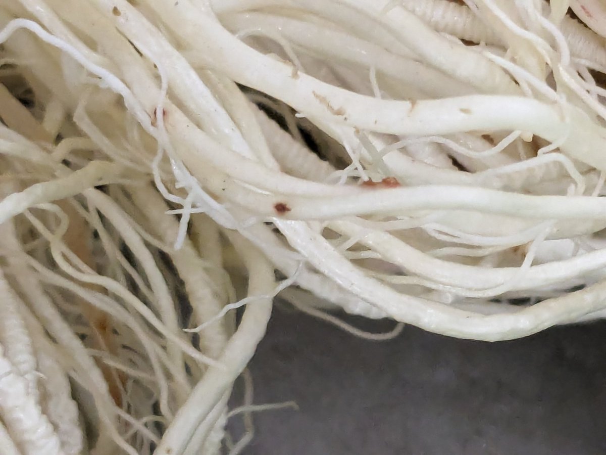 NematodeGuy's tweet photo. Root-knot nematodes don't always cause galls! There are no galls on these calla lily roots. However, inside these small brown spots are M. incognita females. https://t.co/hryraxkM7m