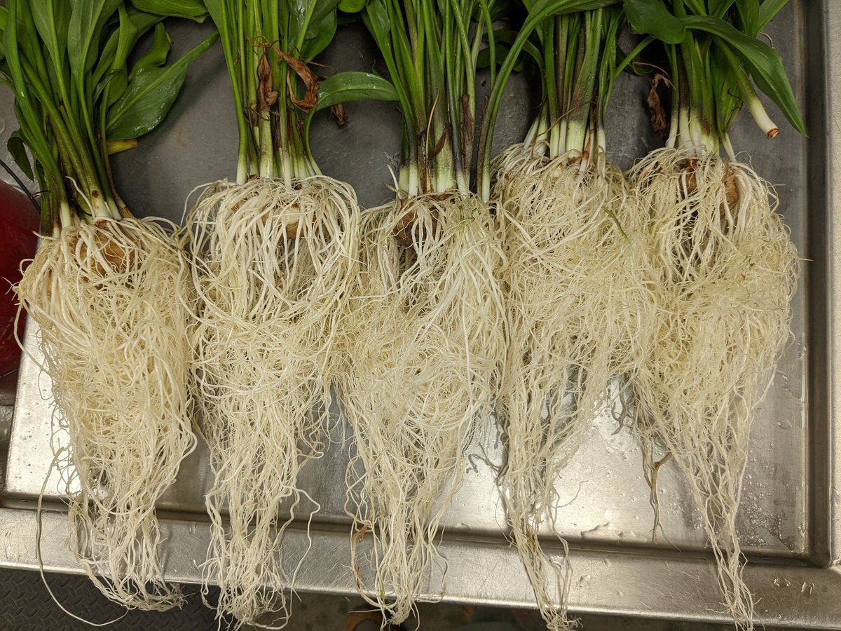 NematodeGuy's tweet photo. Root-knot nematodes don't always cause galls! There are no galls on these calla lily roots. However, inside these small brown spots are M. incognita females. https://t.co/hryraxkM7m