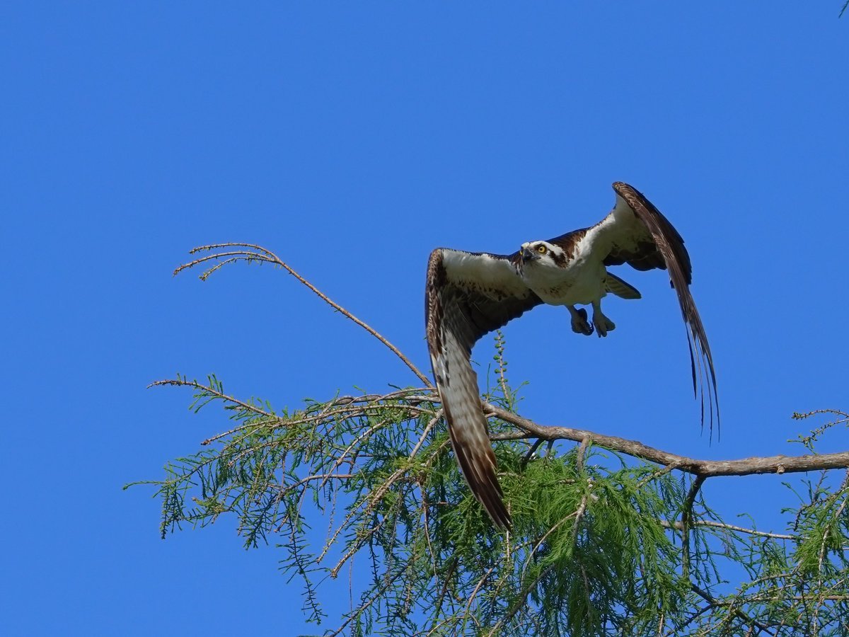 wee_arts's tweet photo. Osprey launching, south shore of Lake Apopka, FL. Gorgeous creatures! Love my Canon EOS R7, RF 100-500 lens. @CarlBovisNature @CanonUSA 50% photo profits contributed to @RMHCofCentralOH keeping families close to their children. https://t.co/vfkhpZhbTE