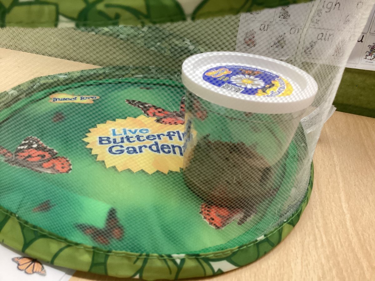 Mrs Hamilton tweet media