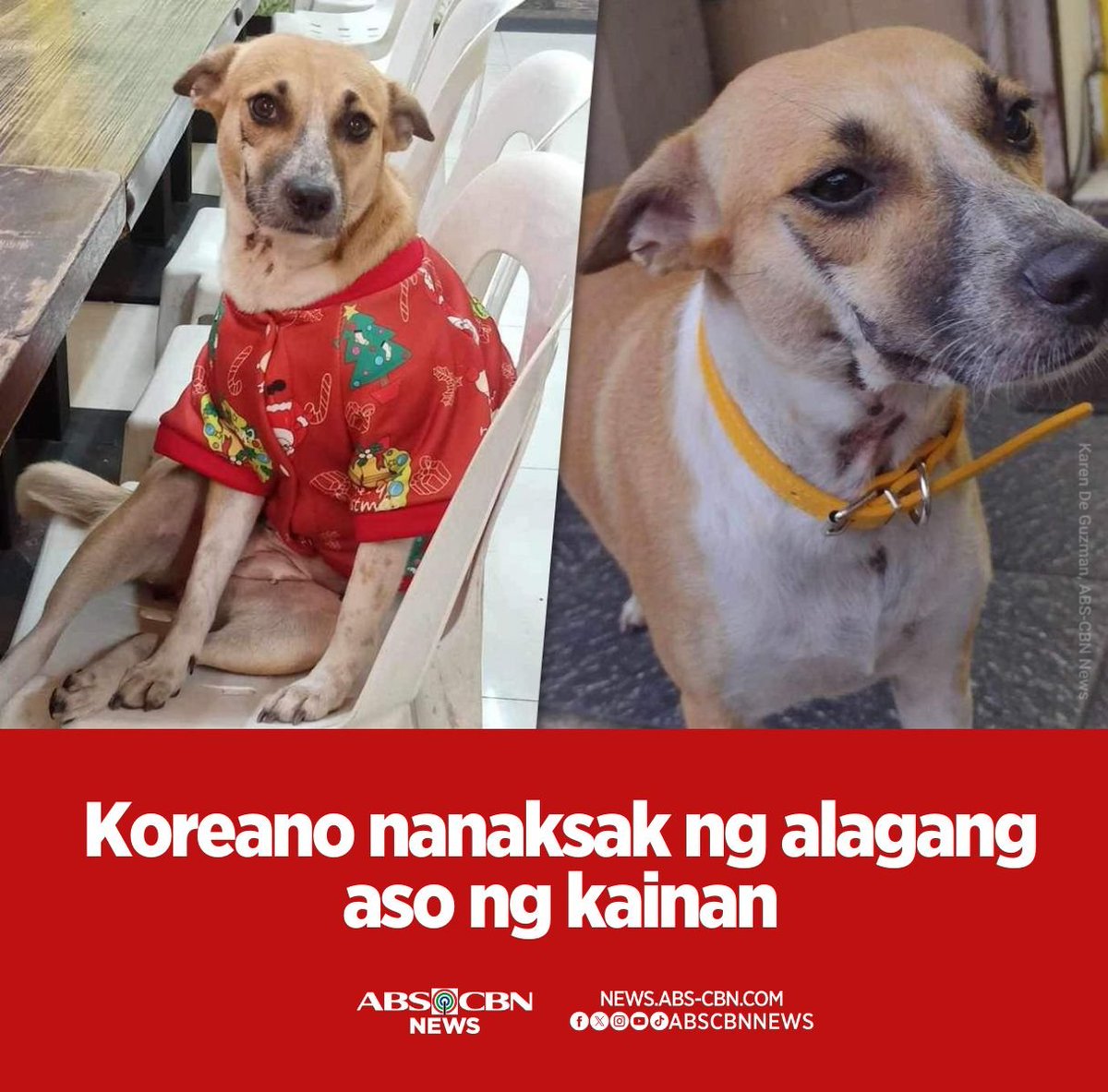 yxhao_o's tweet photo. I just saw this issue ngayon, it's so sickening na these people tend to hurt these innocent animals. I don't care if you're Korean, all i want is for you to rot in jail for stabbing this innocent dog. SHE DIDN'T DO ANYTHING WRONG !!

#JusticeForErika !! https://t.co/5bF8SekD2n