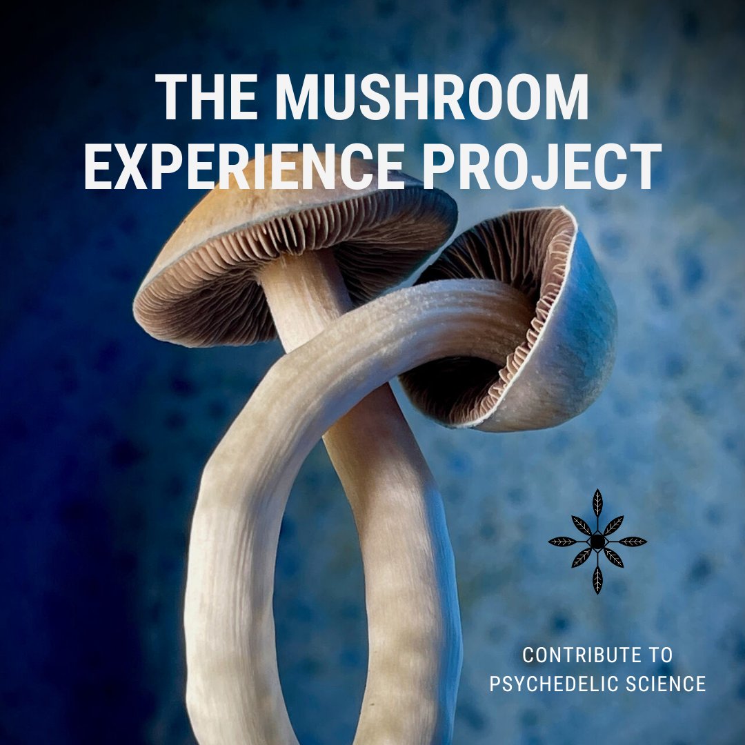 🍄 MYCELIAL INTERNET MIND🍄 Our ecologist @SamwiseGandy is testing the view that there are no differences between different species of psilocybin mushroom. If you have taken any in the last year, your (secure, anonymised) data will be invaluable! 👉tinyurl.com/5n6hrkn5