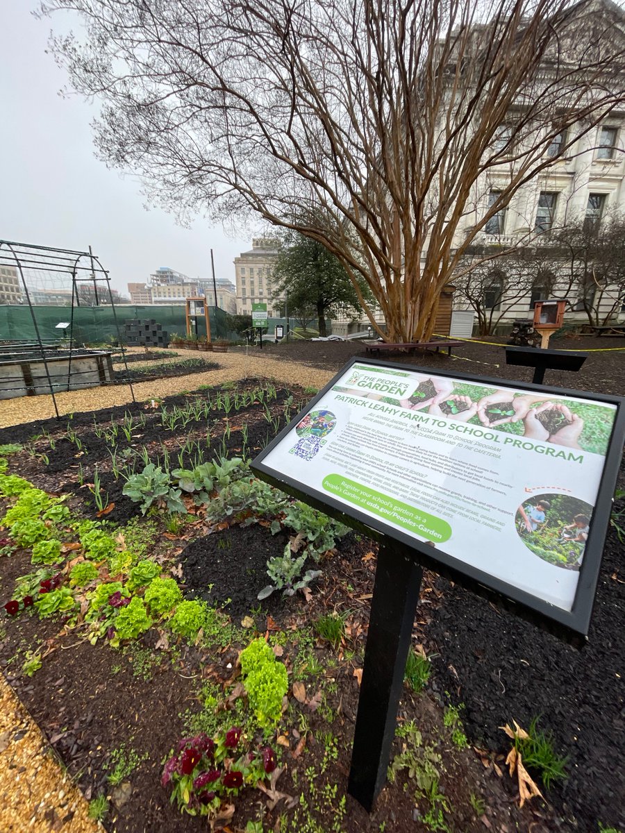 Welcome Spring! We’ve got buds and sprouts emerging in the D.C. #PeoplesGarden. What’s popping up in your garden?