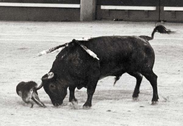 1982. El 19 de julio, en la corrida concurso de ganaderías organizada por la Asociación de la Prensa en la plaza de Las Ventas, Ortega Cano indulta a Velador, corrido en tercer lugar, núm. 121, cárdeno y de 520 kgs. Es el primer y único toro indultado en la plaza de Las Ventas.