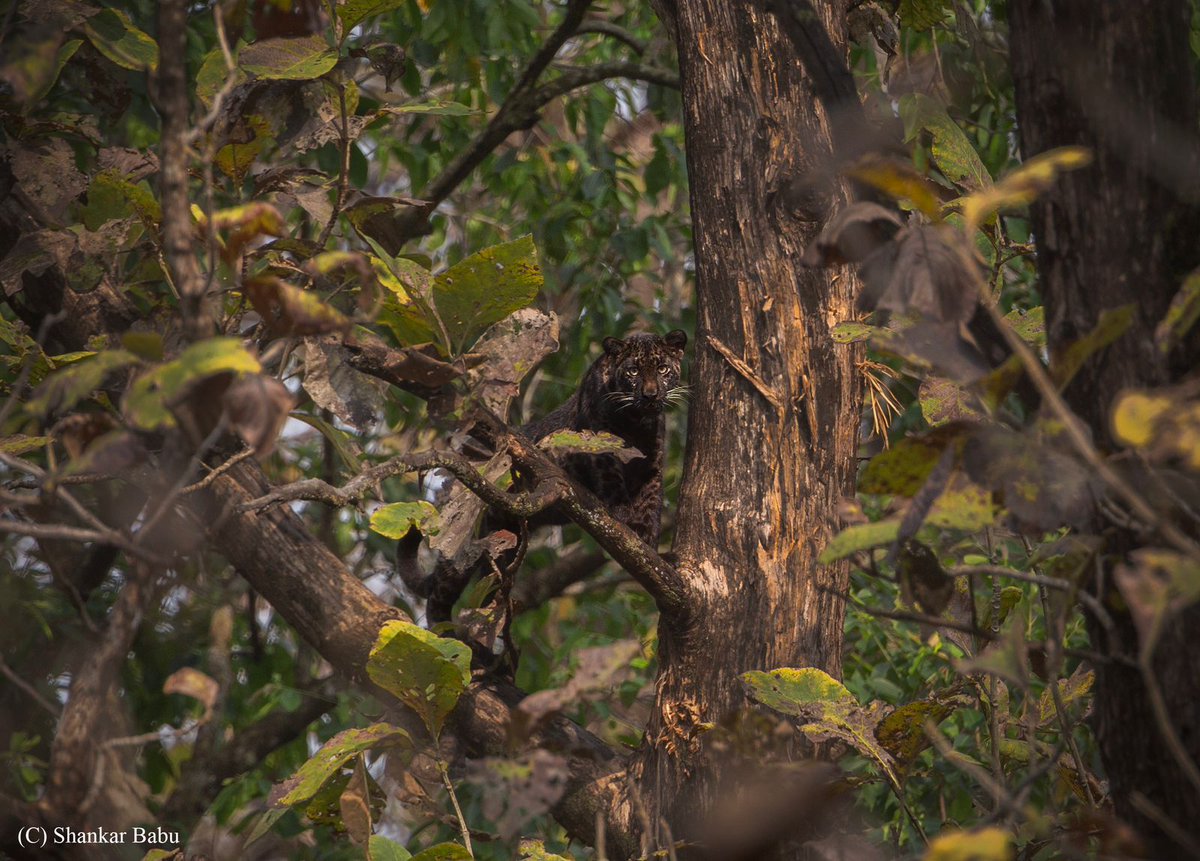 A rare sighting occurred today during the afternoon safari in the Touria Zone of Pench National Park: a black leopard. This sighting marks its first appearance in many months.

Image by guest - @shankarmsmys