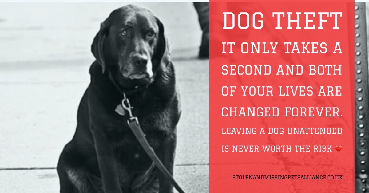 #PetTheftAwarenessWeek 

#DogTheft leaves families wondering where their Furbabies are for many years unless you’re lucky and they’re returned quickly 

Your dogs life is turned upside down and they’re most likely terrified, stressed & depressed 

STAY WITH YOUR PETS 24/7 please