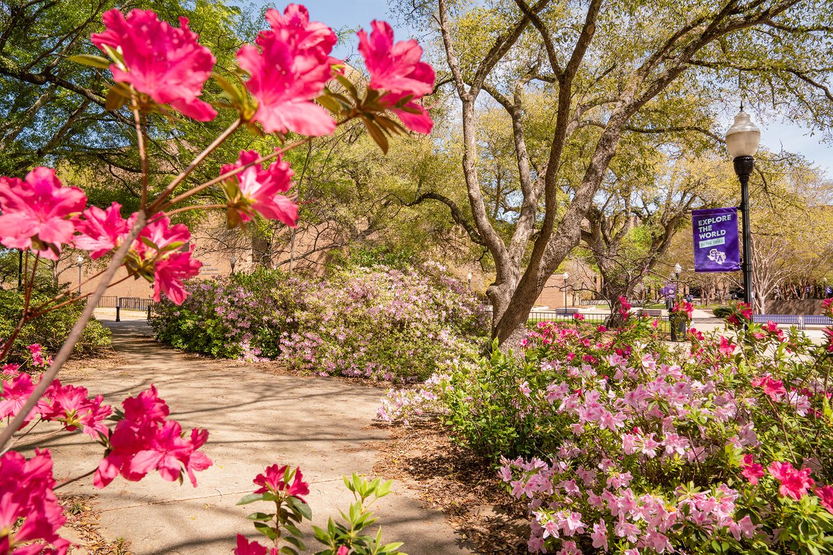 What a re-leaf — it's finally spring! 🍃🌷🌳 Today marks the first official day of spring, and the campus is full of blooms! Enjoy the fresh air with a walk around our beautiful campus smothered with spring flowers. #SpringIsHere #BeautifulDayAtSFA 🌸☀️🍃🌼