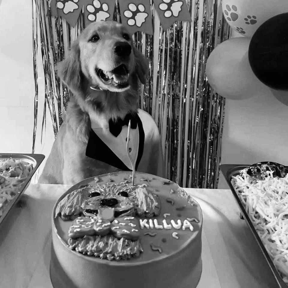 vjbmateo's tweet photo. Never forgive. Never forget. 
#StopAnimalCruelty #JusticeforKilua ‼️‼️😭 

Marshall &amp; Millions            Killua https://t.co/n2Yr3iaTtq