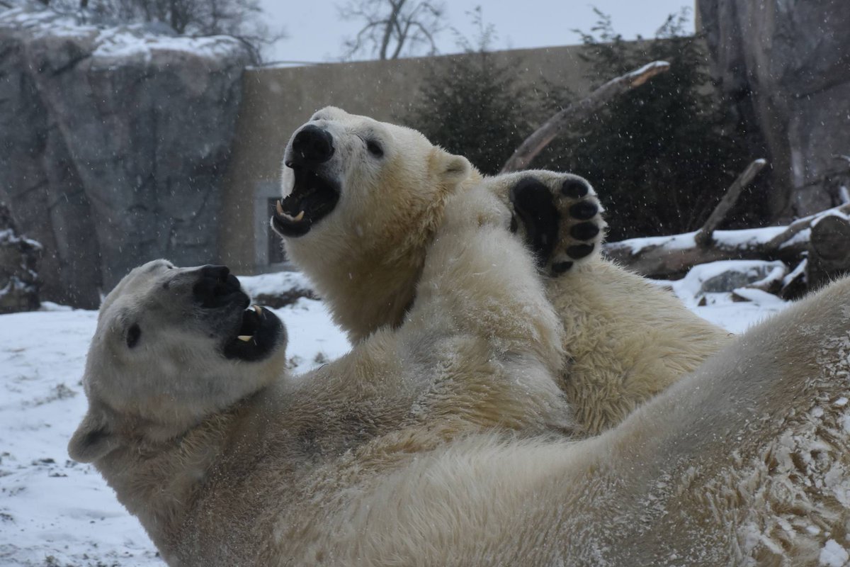 The Buffalo Zoo's Arctic Edge is a special place; it's home to Luna and Sakari, two polar bears who were matched to be mates and are now inseparable. The @buffalozoo received a #NYEnviroFund grant to build the Arctic Edge. Read Luna & Sakari's love story! cleanwaterandjobs.org/project-storie…