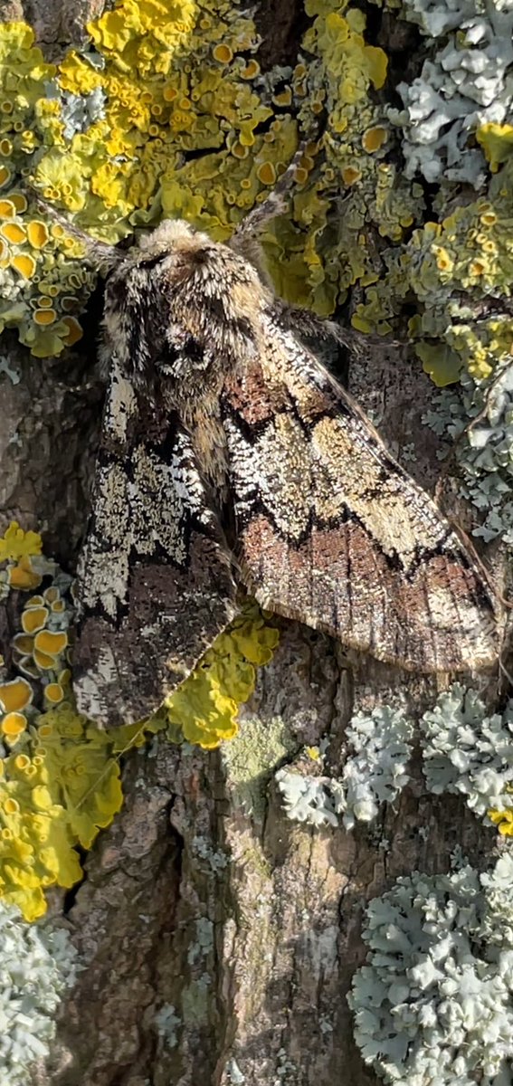 25 moths (5 species) in last night's #mothtrap Small & Common Quaker, Clouded Drab, Hebrew Character & living up to its name an Oak Beauty.