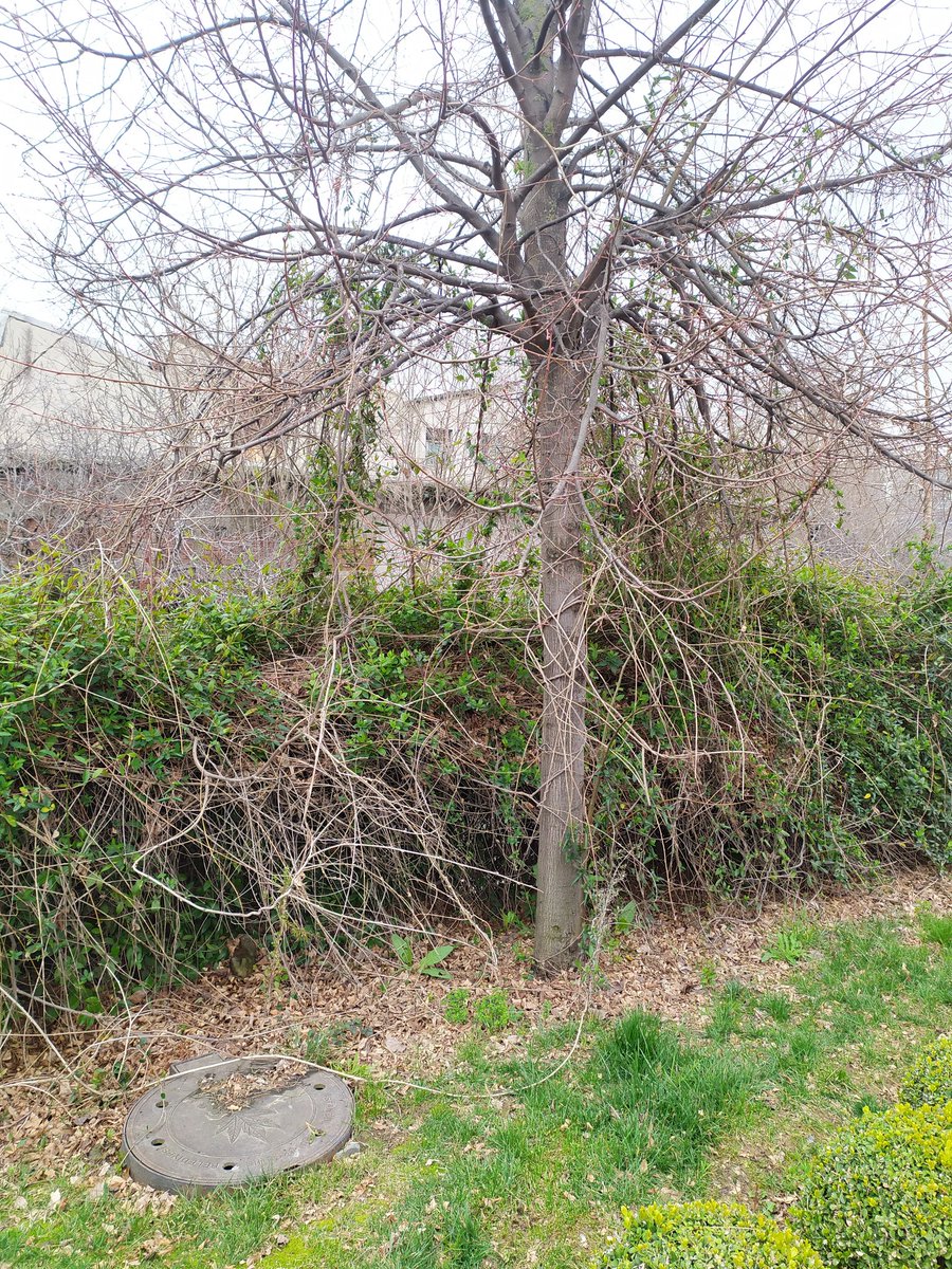 Zeytinburnu çırpıcı parkı iki parkı birleştiren yolun dere tarafındaki Ihlamur ağaçların birkaçını sarmaşık tepesine kadar sarmış.<a href="/ibbyesilist/">Yeşil İstanbul 🌿</a> <a href="/istanbulbld/">İstanbul Büyükşehir Belediyesi</a>