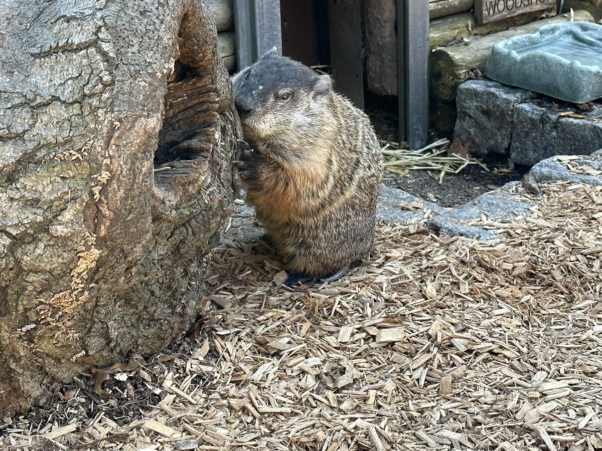 He’s still got it! <a href="/StatenIslandZoo/">StatenIslandZoo</a> #StatenIslandChuck was correct in his prediction for an early spring, according to <a href="/sewfalcons/">Susan E. Wagner High School</a> student scientists. That brings the groundhog’s accuracy rate up to 85%. @ny1 #AroundTheBoroughs #groundhogday