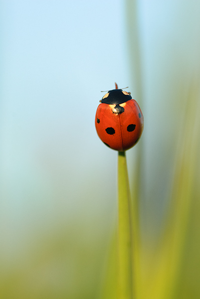 A Seven-spot Ladybird at the top of a pice of grass. Get it here: jan-luit.pixels.com/featured/at-th… #WildlifePhotography #NaturePhotography #Animals #PhotographyIsArt #Photography #fotografie #Wildlife #AYearForArt #BuyIntoArt #Nature #Natuur #GiveArt #giftidea #insects #ladybug