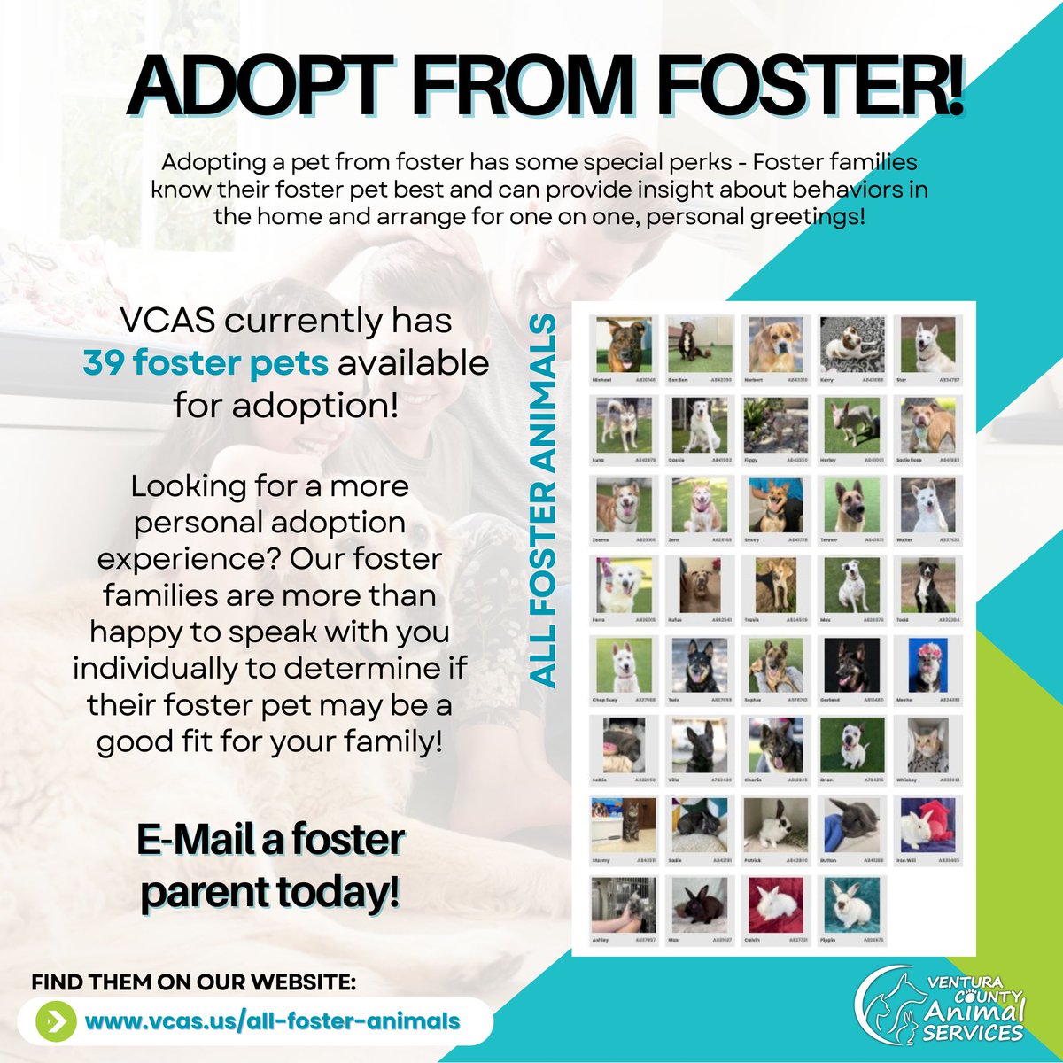 Our foster animals all have recent, documented experiences in a home - and foster families who would love to tell you about them! See all adoptable furry friends in foster at vcas.us/all-foster-ani… 🏡