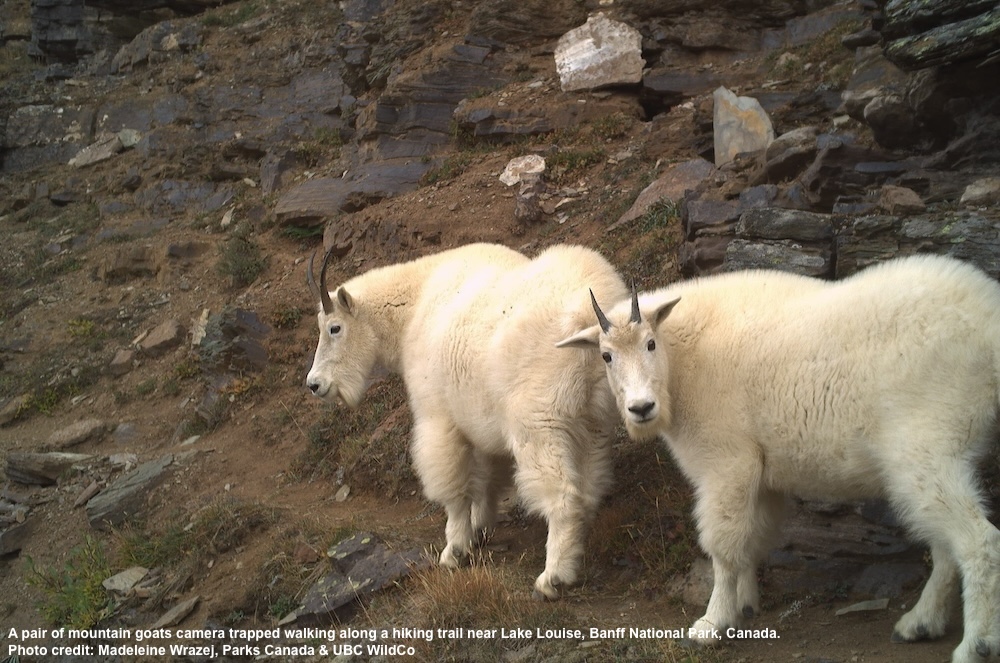 Rural animals more sensitive to human activity during COVID-19 lockdowns, according to new global study Read more: bit.ly/4916Qf4 @UBCForestry @ZoologyUBC