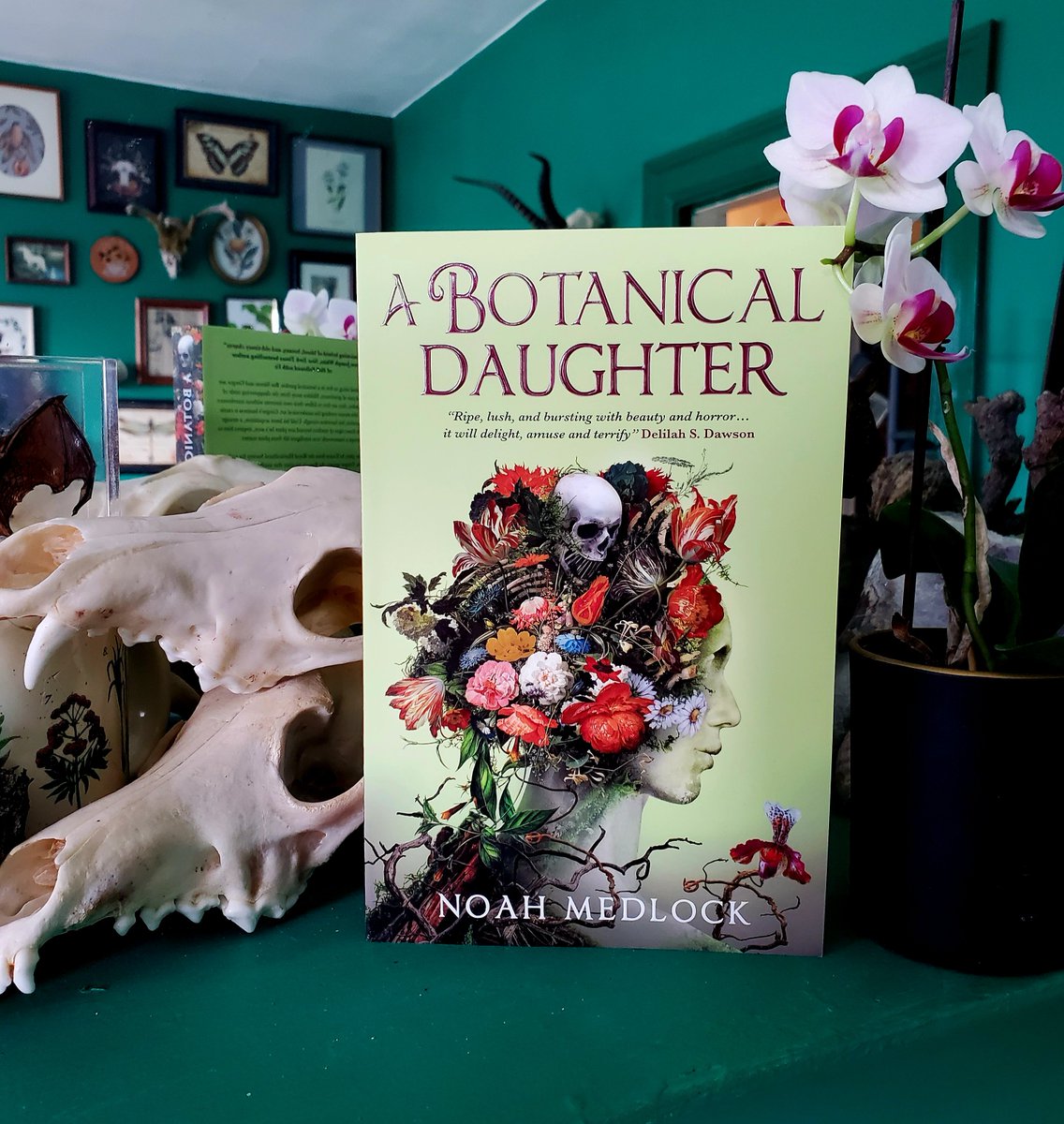 Just got my copy of A Botanical Daughter, which I pre-ordered ages ago, in the mail! I'm so excited to start reading. I know I'm not on Twitter much anymore, but I've been following @medlock_noah and this book's journey for years. Here's to some queer Victorian gothic goodness!